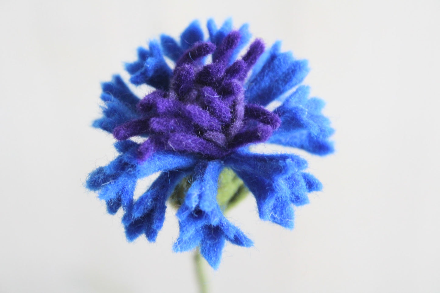 Handgemaakte vilten korenbloem met blauwe bloemblaadjes en een geel hart, op een lange steel bekleed . Met een lichte achtergrond. Perfect als duurzame decoratie of als onderdeel van een viltbloemenboeket