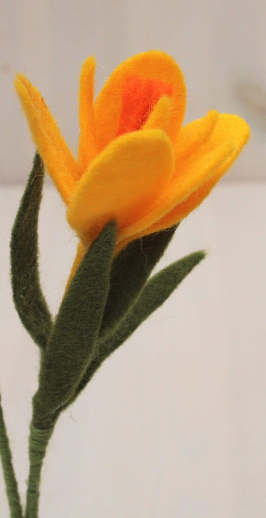 Close-up vilten gele krokus met blaadjes met een lichte achtergrond