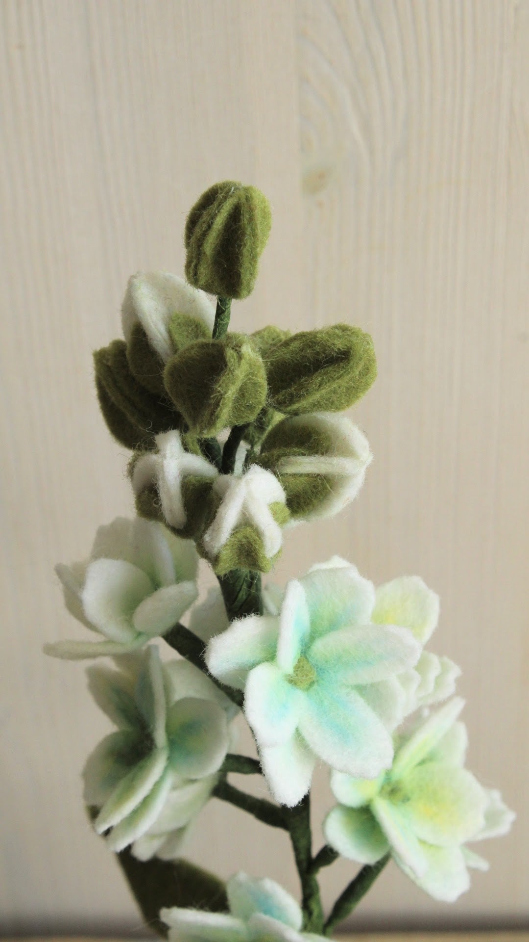 closeup van een vilten witte violier met groene knopjes bovenaan met een lichte achtergrond